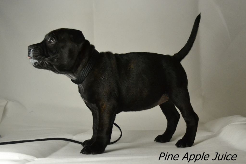 des kitchou'Pitchou - Chiot disponible  - Staffordshire Bull Terrier