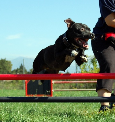 des kitchou'Pitchou - Betty débute l'agility !