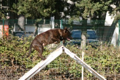 des kitchou'Pitchou - Reprise des concours d'Agility 