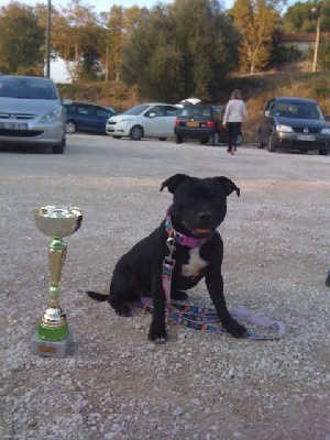 des kitchou'Pitchou - 1er concours d'agility pour Kiss