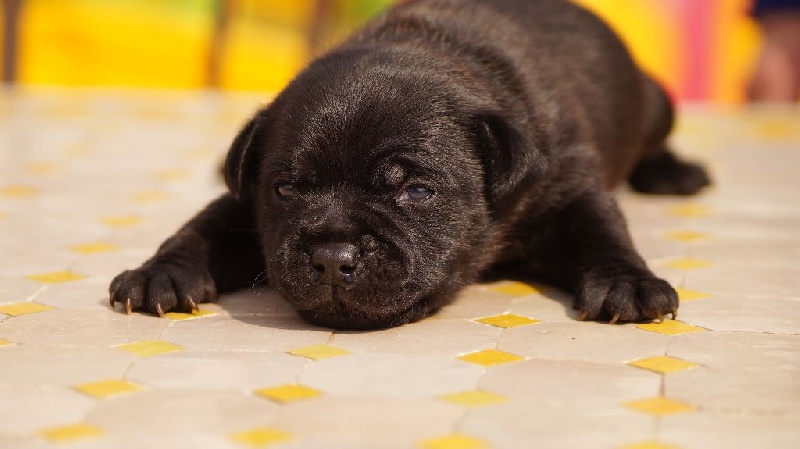 des kitchou'Pitchou - Staffordshire Bull Terrier - Portée née le 09/03/2016