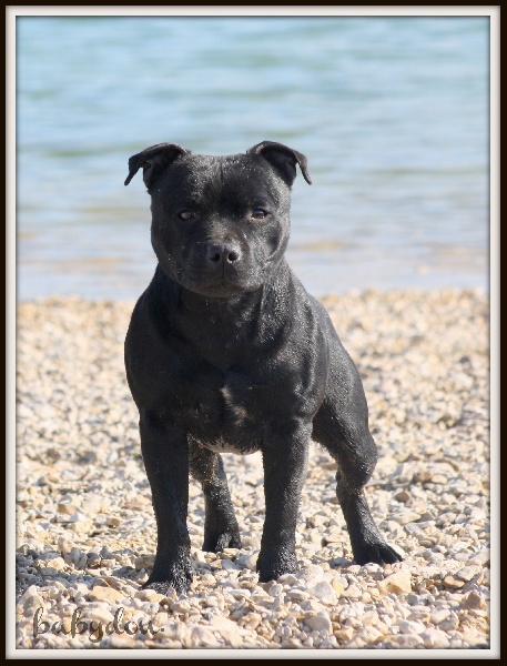 Glenmore dixiland glory des kitchou'Pitchou