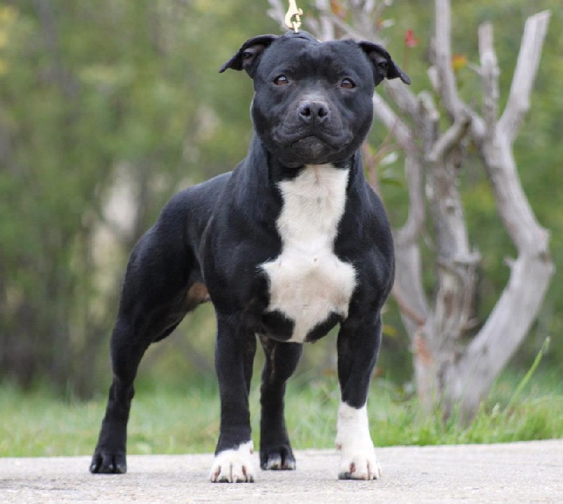 Furious kiss des kitchou'Pitchou