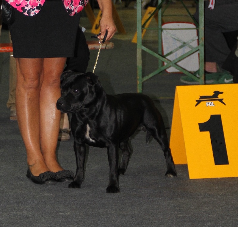 CH. Ima golden champagn des kitchou'Pitchou