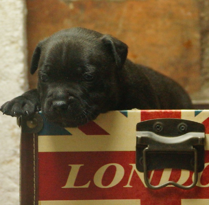 des kitchou'Pitchou - Staffordshire Bull Terrier - Portée née le 25/10/2015